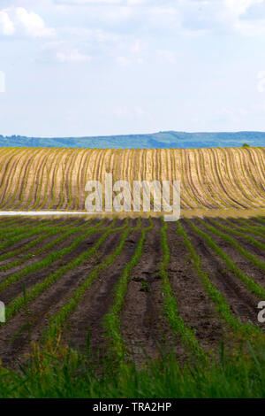 Motif de lignes régulières sur le champ de betteraves à sucre. - Image Banque D'Images