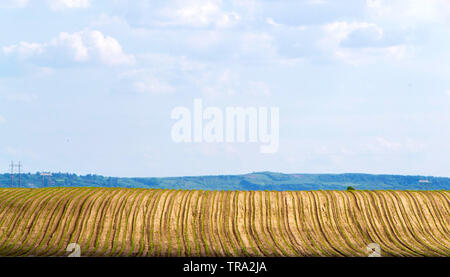 Motif de lignes régulières sur le champ de betteraves à sucre. - Image Banque D'Images