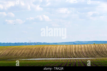 Motif de lignes régulières sur le champ de betteraves à sucre. - Image Banque D'Images