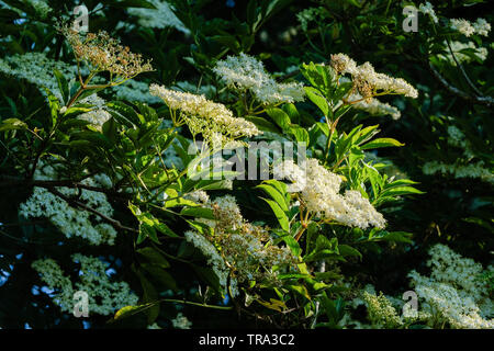 Elderflowers au soleil Banque D'Images