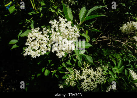 Elderflowers au soleil Banque D'Images