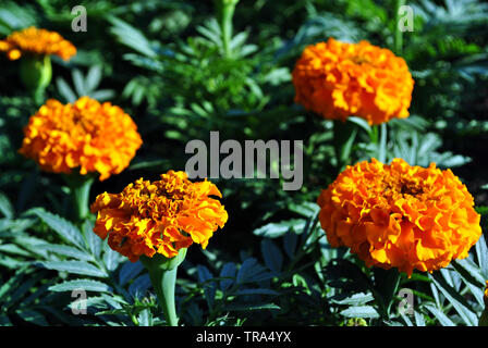 Tagetes erecta tagètes glade fleurs poussant sur des feuilles vert foncé background Banque D'Images