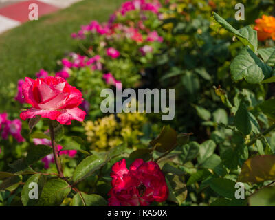 Jardin en fleur rose Banque D'Images