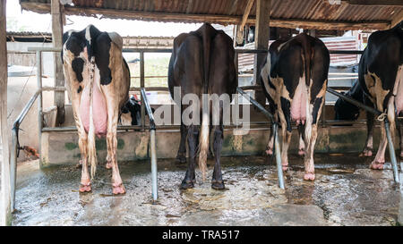 Vaches dans une ferme. Vaches dans une ferme et debout dos. Banque D'Images