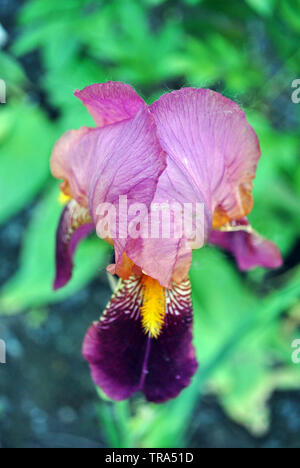 Violet et jaune fleur d'iris en fleurs, feuilles vertes fond flou vertical Banque D'Images