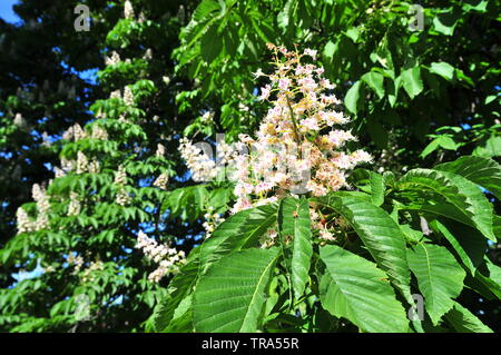 Feuillage et fleurs de Girl (8-9). Horse-chestnut tree) Conker (fleurs, feuilles. Fleurs de Printemps fleurs de châtaignier. Fleurs de près. Banque D'Images