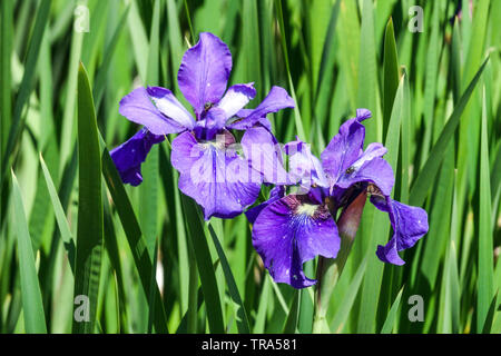 Iris sibirica 'Borbeleta' Ilees fleur bleue de l'iris sibirica Banque D'Images