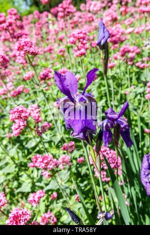 Fleurs mixtes Blue Iris sibirica, valériane rouge, Centranthus ruber Coccineus en lit de fleur Banque D'Images