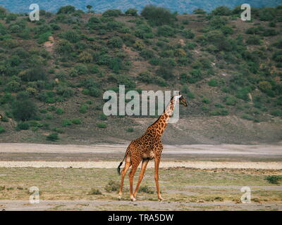 Un troupeau de girafes dans les paysages arides du lac Magadi, au Kenya Banque D'Images