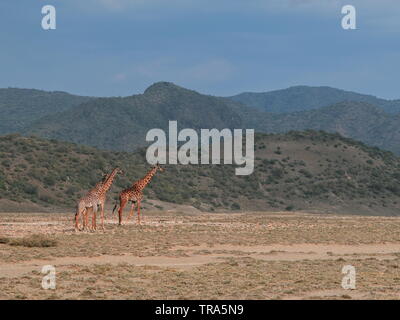 Un troupeau de girafes dans les paysages arides du lac Magadi, au Kenya Banque D'Images