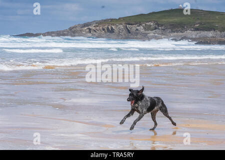 Irish Wolfhound chien jouant sur la plage de Fistral Newquay, Cornwall, UK Banque D'Images