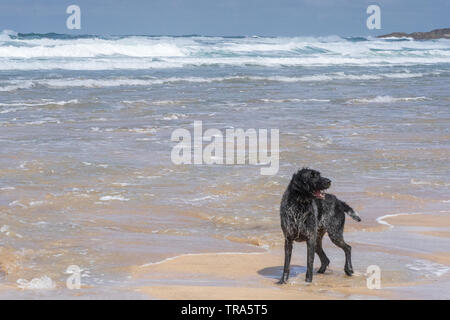 Irish Wolfhound chien jouant sur la plage de Fistral Newquay, Cornwall, UK Banque D'Images