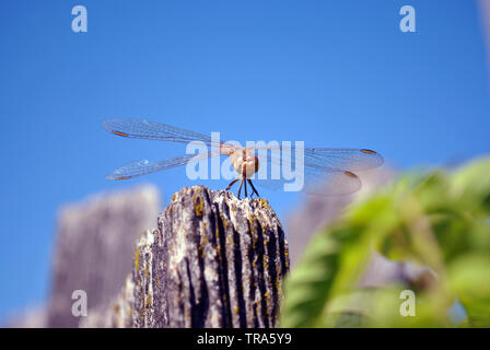 Le Dard à ailes jaunes (Sympetrum flaveolum) assis sur planche en bois, le fond de ciel lumineux bleu Banque D'Images