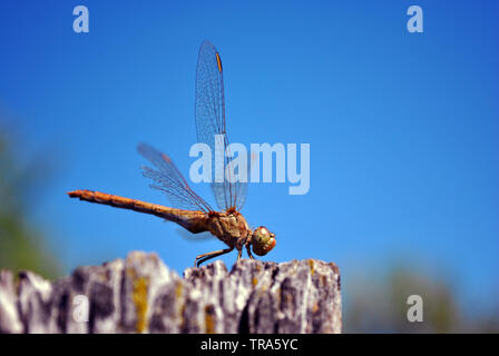 Le Dard à ailes jaunes (Sympetrum flaveolum) assis sur planche en bois, le fond de ciel lumineux bleu Banque D'Images