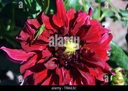 Grande sauterelle verte assis sur les dahlias rouge vif sur les pétales, bush vert close up detail, soft, l'arrière-plan flou floue Vue de dessus Banque D'Images