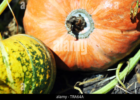 Pumpkin plante poussant dans la terre noire, jaune vert et orange petite grande citrouille, Close up macro détail Banque D'Images