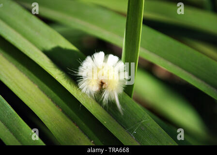 Calliteara pudibunda (meriansborstel à buttes ou pâle jaune caterpillar moelleux) portant sur de longues feuilles vertes background, Close up macro détail Banque D'Images