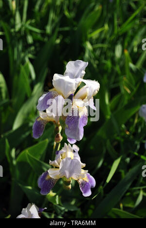 Blanc et violet iris fleurs fleurs, feuilles vertes fond flou vertical Banque D'Images