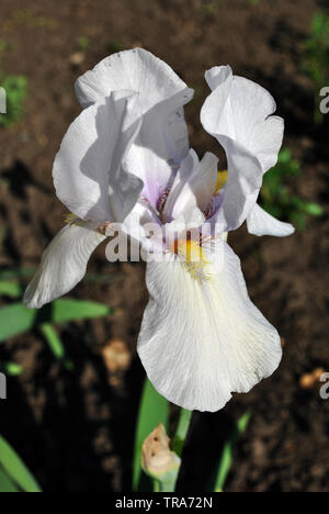 Iris blanc fleur qui s'épanouit, floue feuilles vertes et sombres arrière-plan vertical du sol Banque D'Images