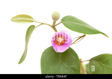 Fleurs roses de Cassia patersonia, pyramide, arbre isolé sur blanc Banque D'Images