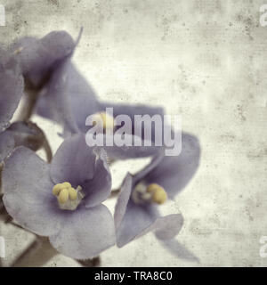 Vieux papier fond élégant texturé, carré, avec des fleurs bleu violette africaine Banque D'Images