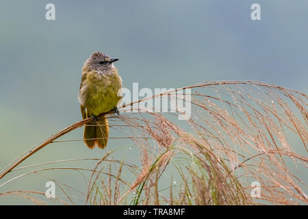 Bulbul Flavescent percher sur l'herbe du bambou et fleurs plumage souffler vers le haut Banque D'Images