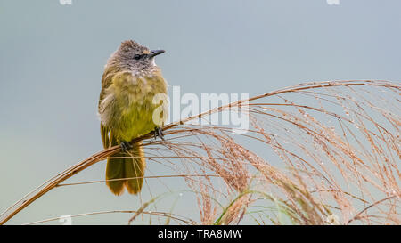 Bulbul Flavescent percher sur l'herbe du bambou et fleurs plumage souffler vers le haut Banque D'Images