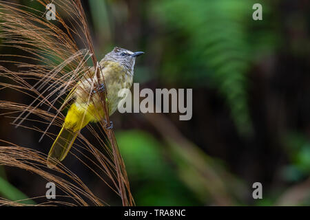 Bulbul Flavescent percher sur l'herbe du bambou et fleurs plumage souffler vers le haut Banque D'Images