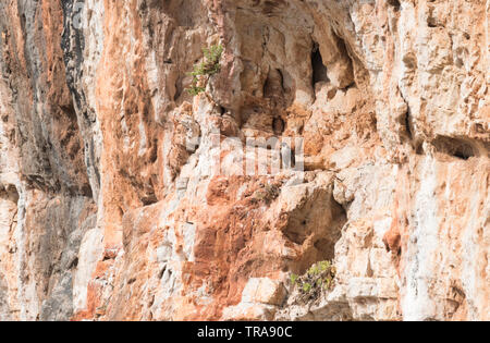 Première année Le Faucon pèlerin (Falco peregrinus) perché sur une falaise près de Kas, Turquie Banque D'Images