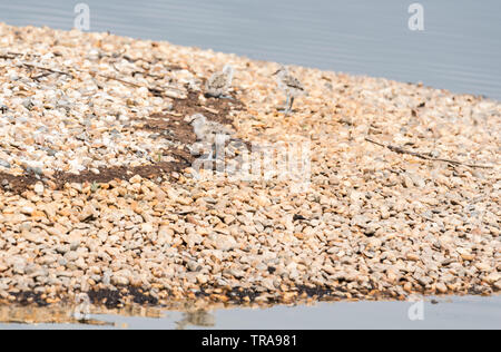 Avocette élégante (Recurvirostra avosetta) poussins Banque D'Images