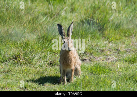 European/Brown Hare (Lepus europaeus) Banque D'Images