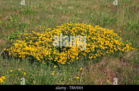 Un patch d'oiseau commun's-foot-trefoil, Lotus corniculatus, dans l'herbage dans la falaise à Weybourne, Norfolk, Angleterre, Royaume-Uni, Europe. Banque D'Images