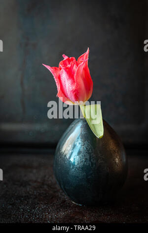 Nature morte avec une seule tulipe rouge sombre dans un vase en céramique close up avec fond sombre Banque D'Images