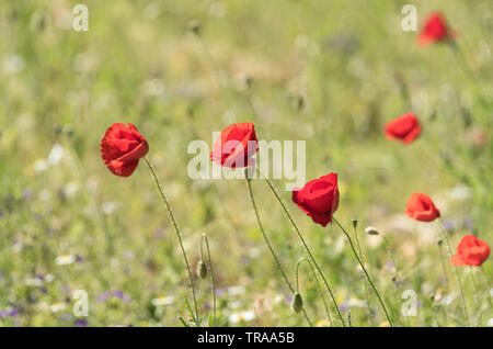 Domaine de coquelicots (Papaver sp) Banque D'Images