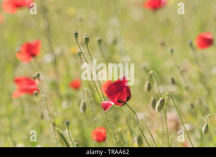 Domaine de coquelicots (Papaver sp) Banque D'Images