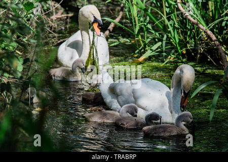 Les cygnes tuberculés et cygnets parmi l'alimentation de la rivière Cam et potamot de roseaux. Banque D'Images