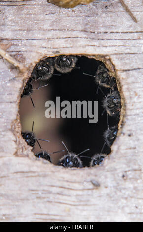 Les bourdons de coloniser une birdbox et réunis autour de l'entrée de la ruche.. Banque D'Images
