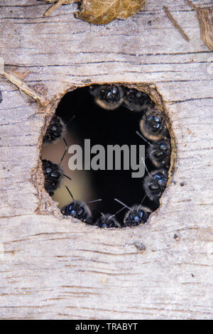 Les bourdons de coloniser une birdbox et réunis autour de l'entrée de la ruche.. Banque D'Images