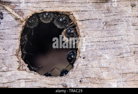 Les bourdons de coloniser une birdbox et réunis autour de l'entrée de la ruche.. Banque D'Images