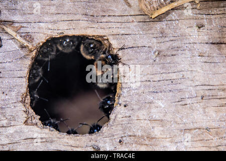 Les bourdons de coloniser une birdbox et réunis autour de l'entrée de la ruche.. Banque D'Images