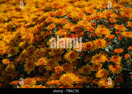 Des fleurs orange. Dans le jardin sur une journée ensoleillée. Focus sélectif avec une faible profondeur de champ. Banque D'Images