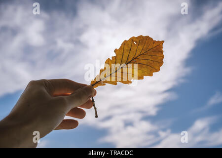 Oak Leaf contre ciel bleu avec des nuages. Banque D'Images