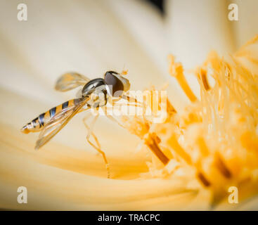 Petit insecte posé sur une fleur jaune orange. Image Macro close up. Banque D'Images