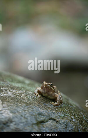 Flux grec Frog, Rana graeca,à côté de petit cours d'eau pendant la saison de reproduction. Banque D'Images