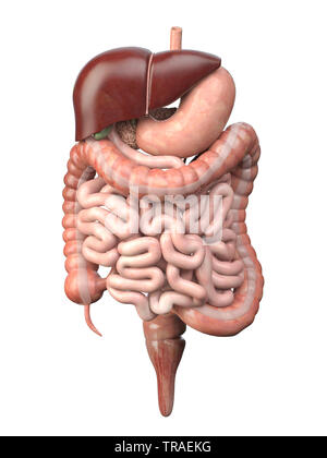 Système digestif humain isolé sur fond blanc. Anatomie, organes internes. 3d illustration Banque D'Images