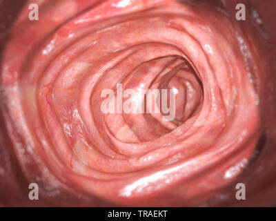 La coloscopie. À l'intérieur du côlon sain, gros intestin.système digestif humain. 3d illustration Banque D'Images