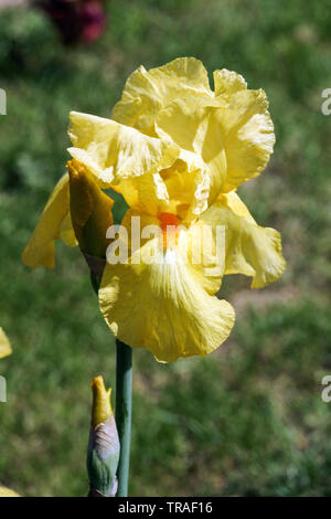 Fleur d'iris jaune pâle « Techny carillons » Grand iris barbu Banque D'Images