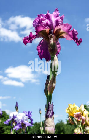 Iris violette framboise 'ondulations', Iris, Tall Bearded Iris, beau jardin de fleurs, plantes vivaces Banque D'Images