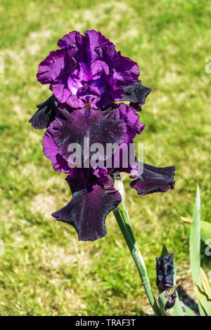 Iris 'Nightmare', Iris, Tall Bearded Iris, beau jardin de fleurs, plantes vivaces Banque D'Images