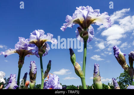 Iris bleu 'Princesse Caroline de Monaco', tiges d'Ilees, Iris à barbe, belles fleurs de jardin, plante vivace Banque D'Images